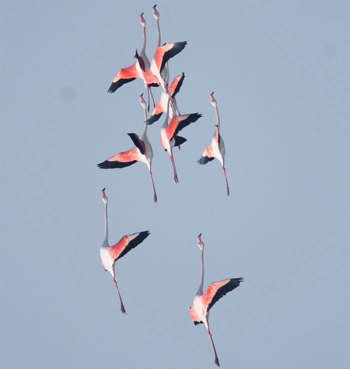الكويت تشارك العالم الاحتفال باليوم العالمي للطيور